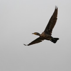 Grand cormoran