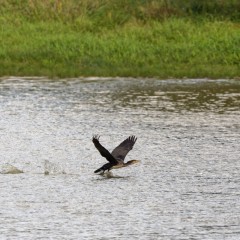 Grand cormoran