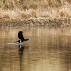 Grand cormoran