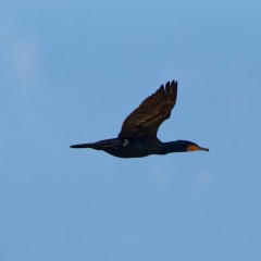 Grand cormoran