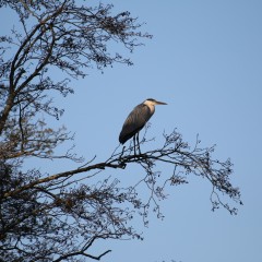Héron cendré perché dans un arbre