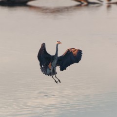 Atterrissage d'un héron cendré