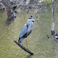 Héron cendré sur le plan d'eau du Gesvres
