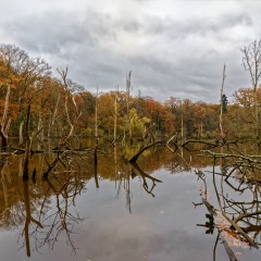 Ambiance hivernale sur le plan d'eau du Gesvres