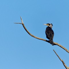 Grand cormoran sur un tronc "fossilisé" au milieu du plan d'eau du Gesvres