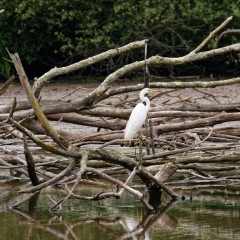 Grande aigrette