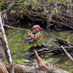 Canard mandarin mâle