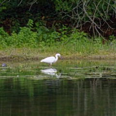 Aigrette garzette