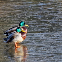 Canards colvert sur le plan d'eau du Gesvres gelé