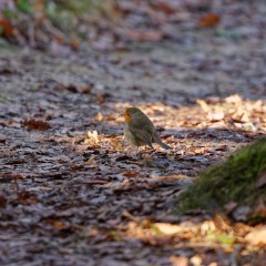 Rouge-gorge