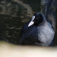 Foulque macroule