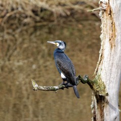 Grand cormoran