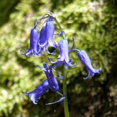 Jacinthe des bois sur les bords du plan d'eau du Gesvres