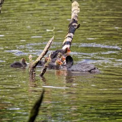 Famille de foulques macroules