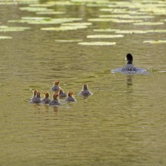 Famille de foulques macroules