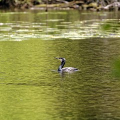Grand cormoran sur le plan d'eau du Gesvres
