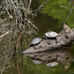 Tortues sur le plan d'eau du Gesvres