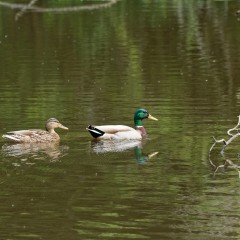 Canards colvert sur le plan d'eau du Gesvres