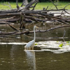 Grande aigrette