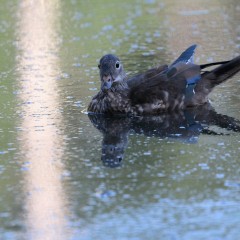 Canard mandarin