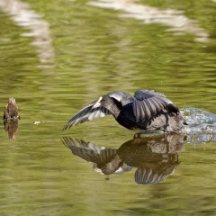 Foulque macroule sur le plan d'eau du Gesvres