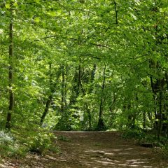 Le sentier autour du plan d'eau du Gesvres