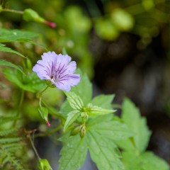 Géranium noueux