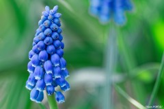Muscari du jardin