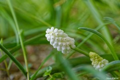 Muscari blanc
