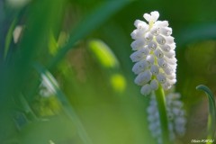 Muscari blanc