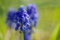 Muscari du jardin