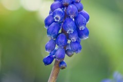 Muscari du jardin