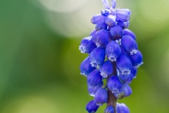 Muscari du jardin