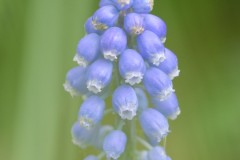 Muscari du jardin