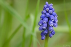 Muscari du jardin