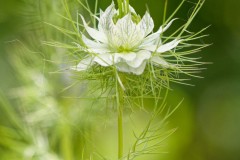 Nigelle de Damas sous le soleil (juin 2023)