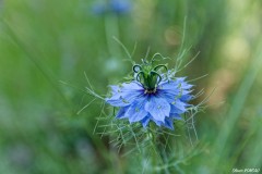 Nigelle de Damas dans une zone ombragée (juin 2023)