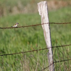Chardonneret élégant sur une clôture