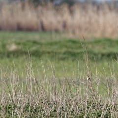 Phragmite des joncs dans son milieu