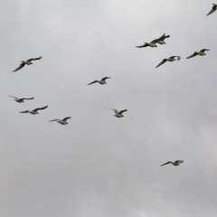 Mouettes mélanocéphales
