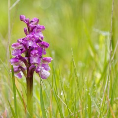 Orchis bouffon