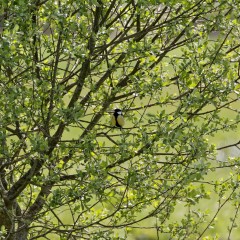 Mésange charbonnière mâle