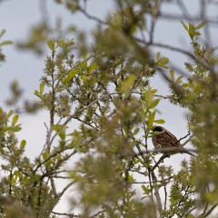 Bruant des roseaux