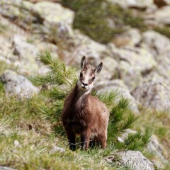 Jeune chamois