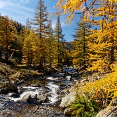 Le torrent du Boréon