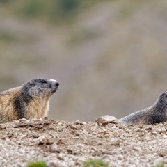Marmottes