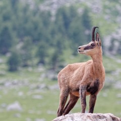Chamois
