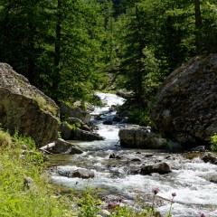 Le torrent du Boréon