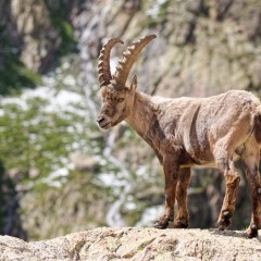 Bouquetin des Alpes mâle