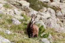 Jeune chamois